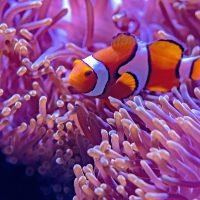 Mistral AI y NVIDIA presentan el modelo NeMo de 12 mil millones de dólares