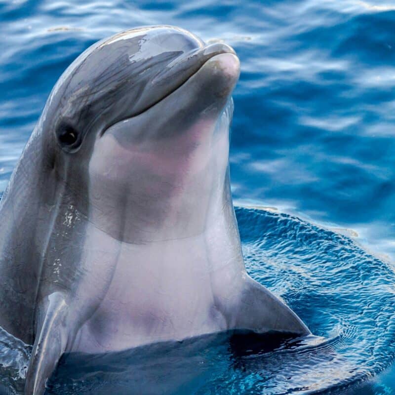 📷 El modelo de Google AI entiende la charla del delfín 4 Photo of a dolphin as Google develops an AI model based on insights from Gemma called DolphinGemma to decipher how dolphins communicate and one day facilitate interspecies communication.